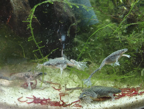 frogsa.jpg