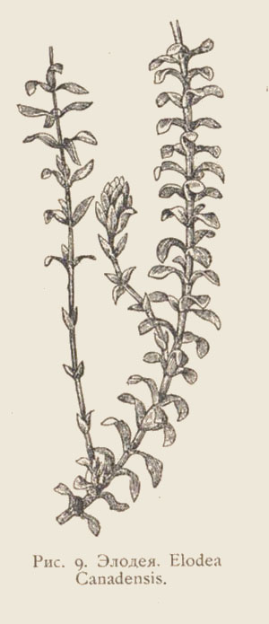 elodea.jpg