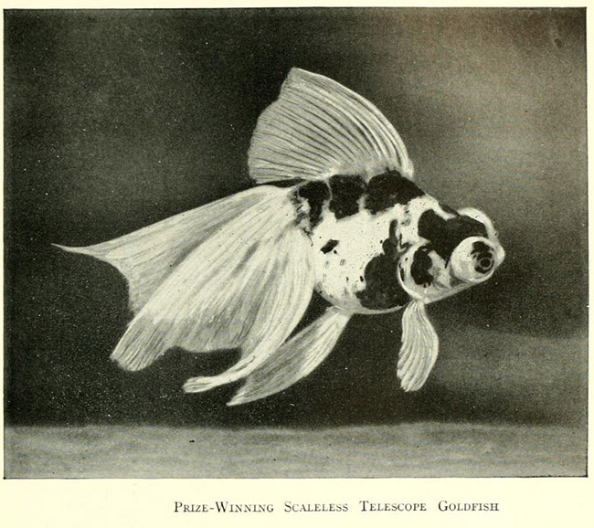 completeaquarium00inne_0199-vosstanovleno.jpg