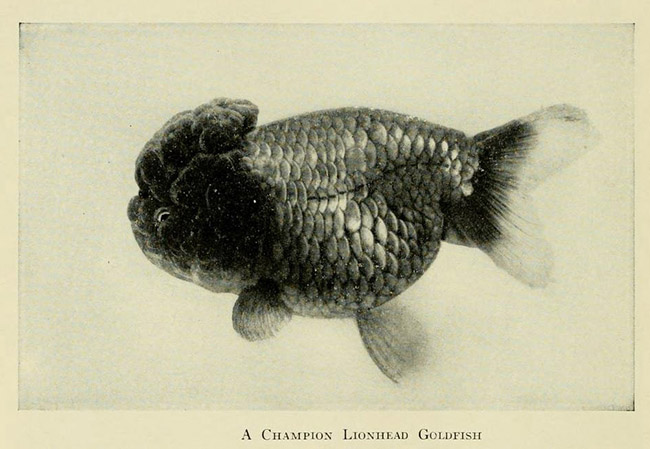 completeaquarium00inne_0214-vosstanovleno.jpg
