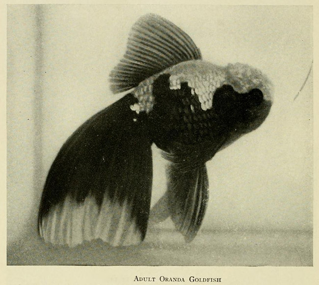 completeaquarium00inne_0226-vosstanovleno.jpg